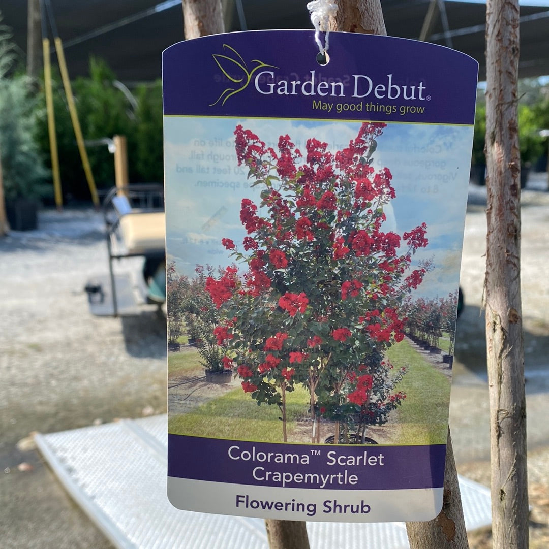 Colorama Scarlet Crapemyrtle 15 Gal