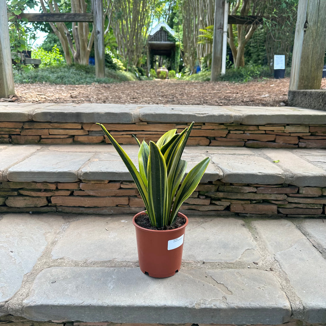 La Rubia Sansevieria