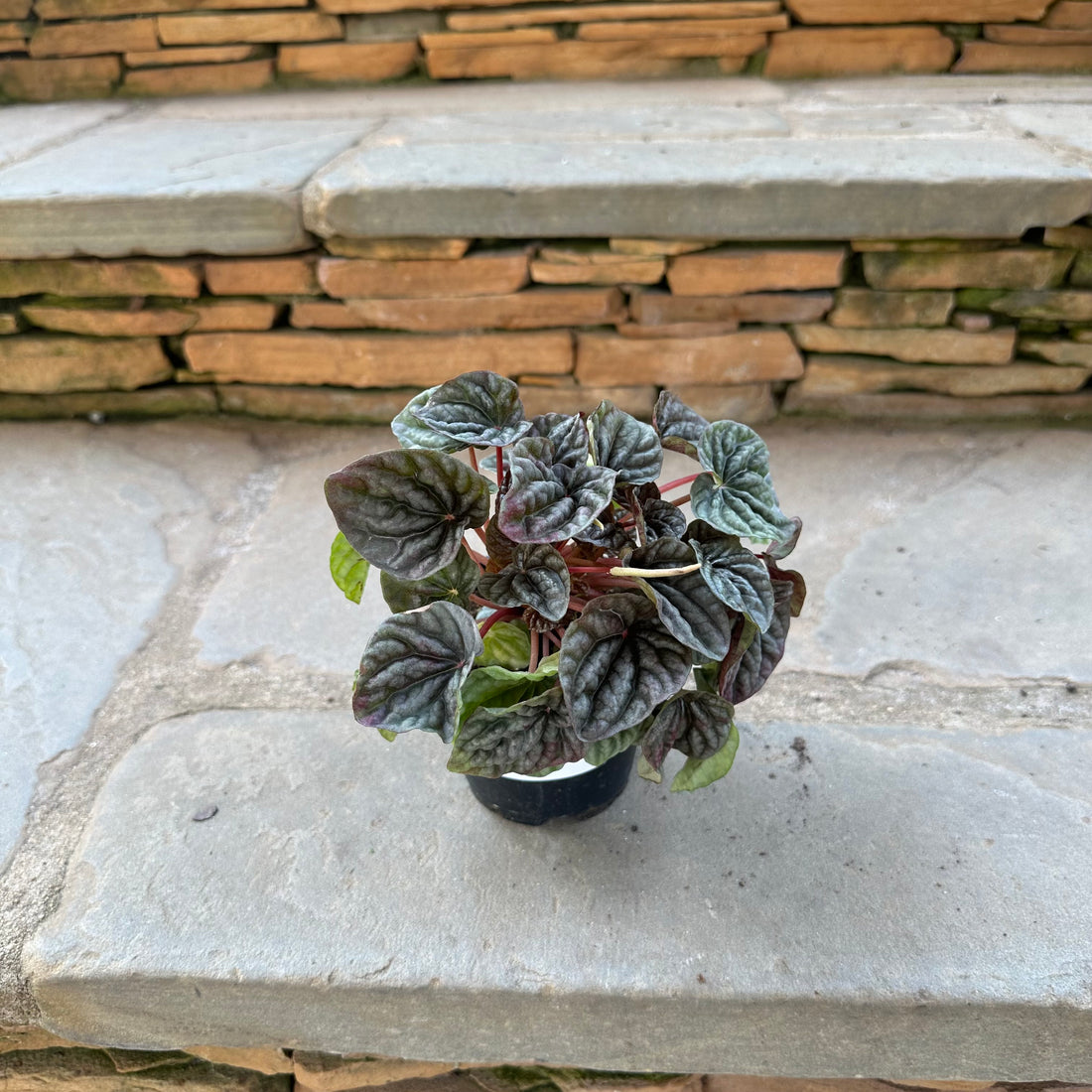 Peperomia Griseoargentea