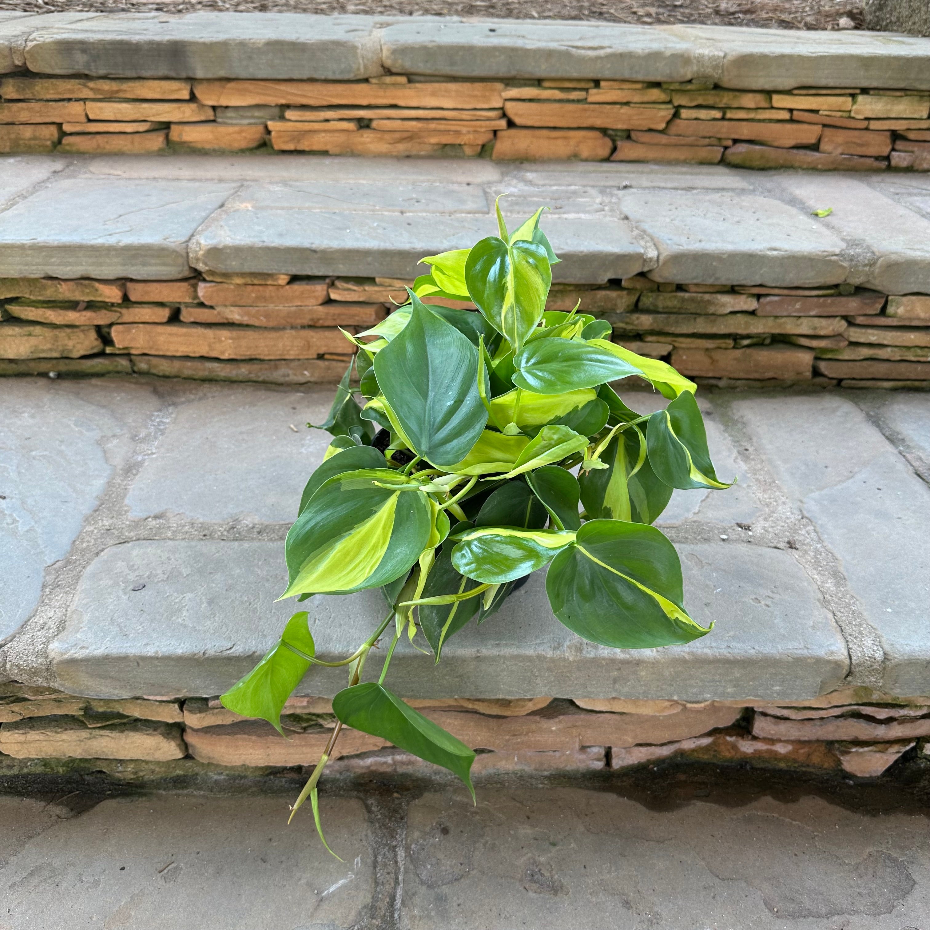 philodendron brasil light Brasil Philodendron – Lichtenfelt's