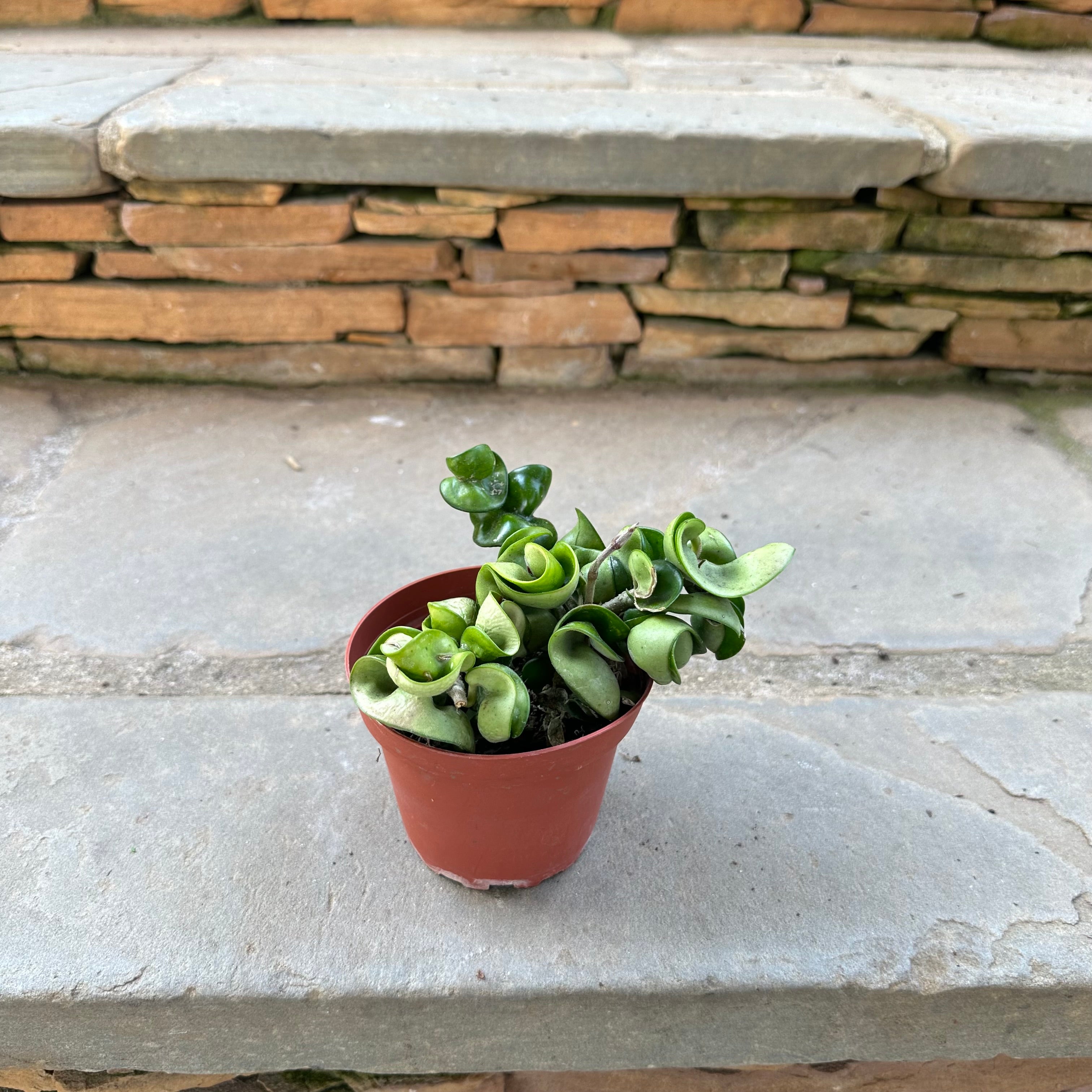 rope succulent plant Rope Hoya – Lichtenfelt's