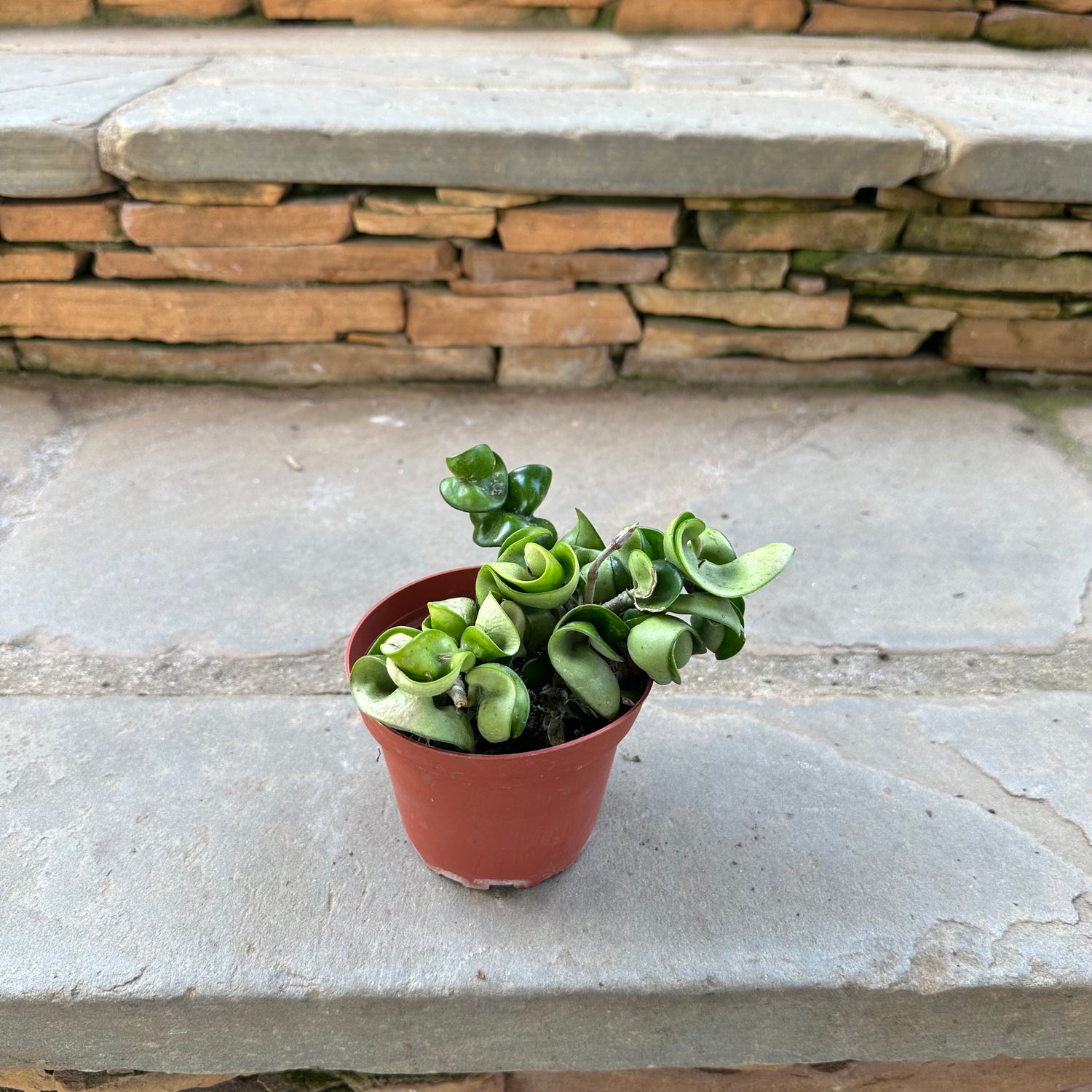 Rope Hoya