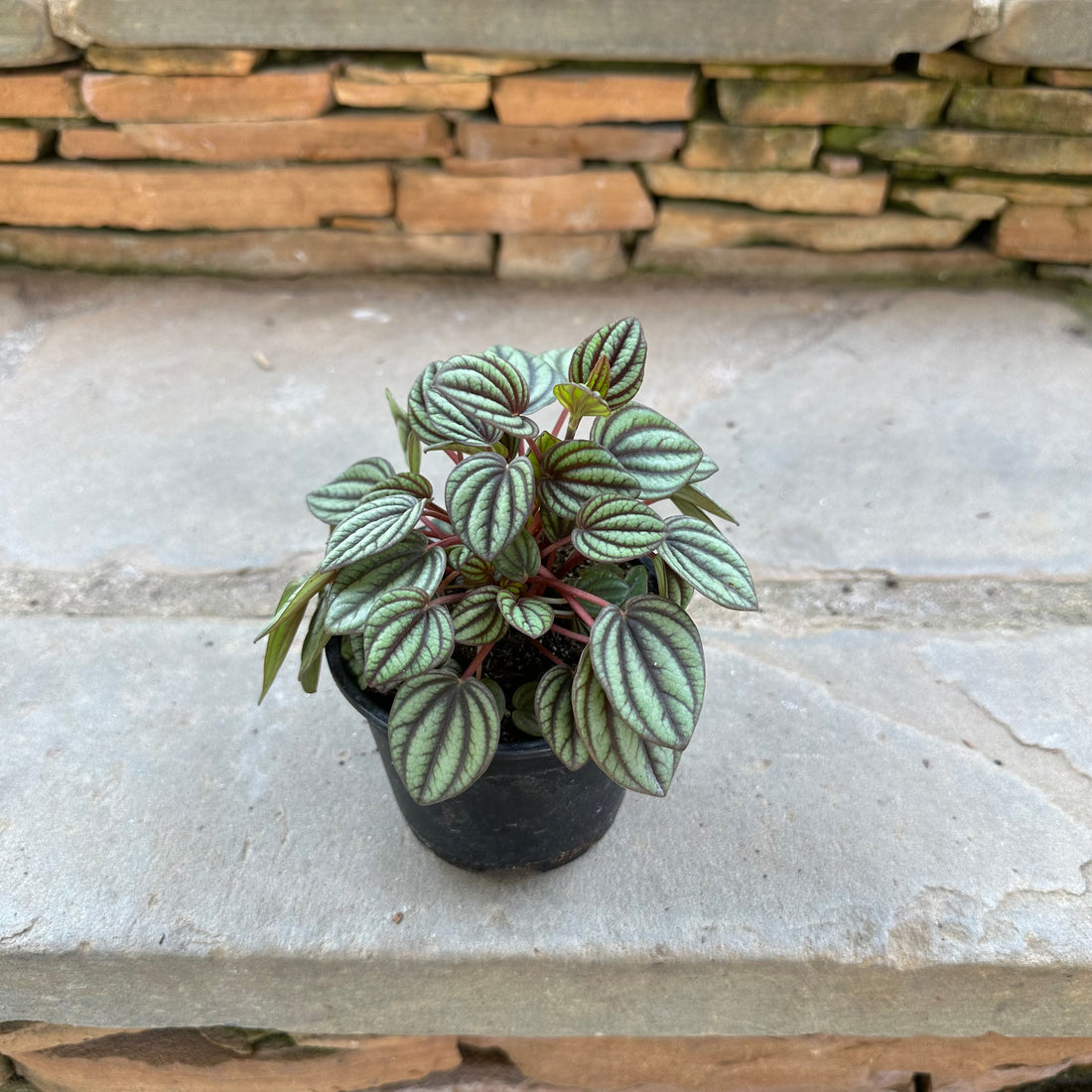 Albovittata Peperomia