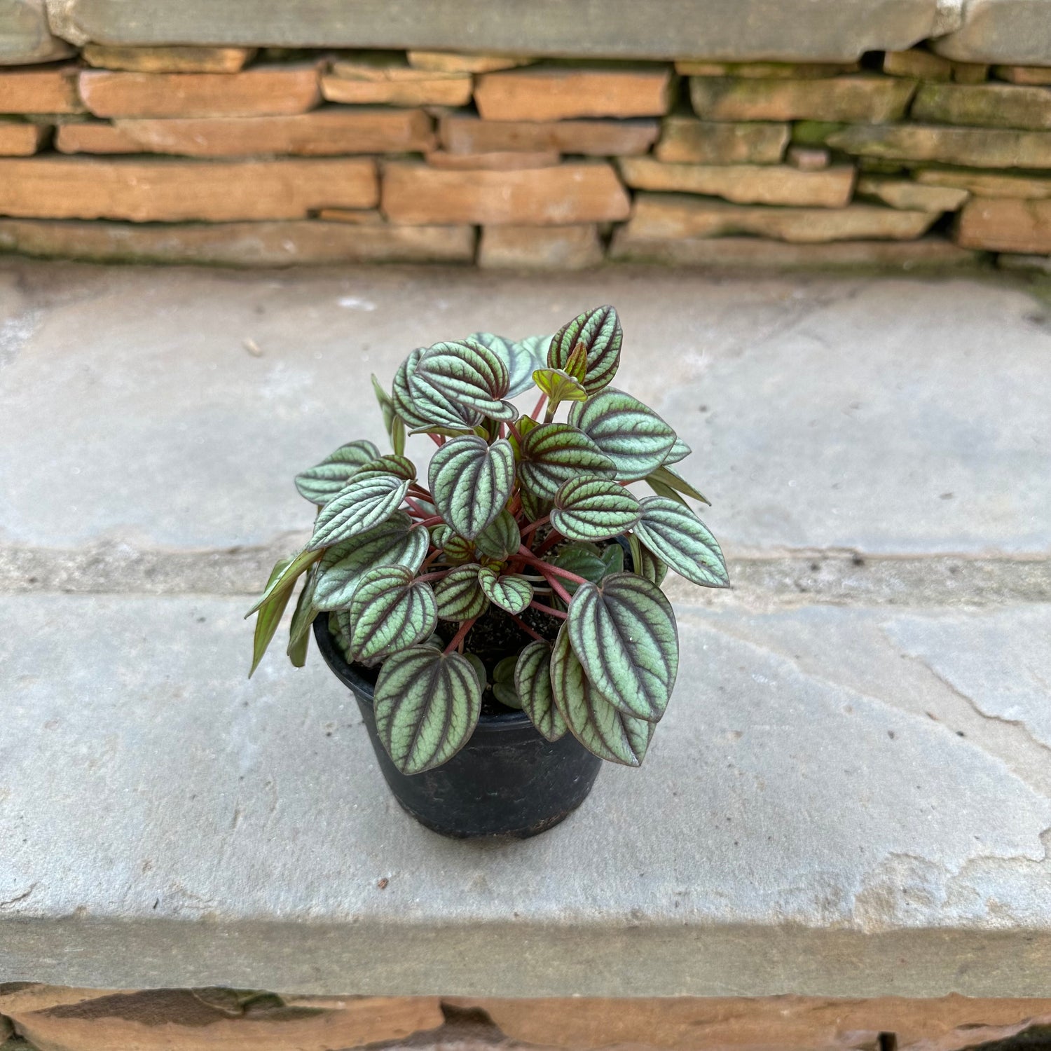 Albovittata Peperomia