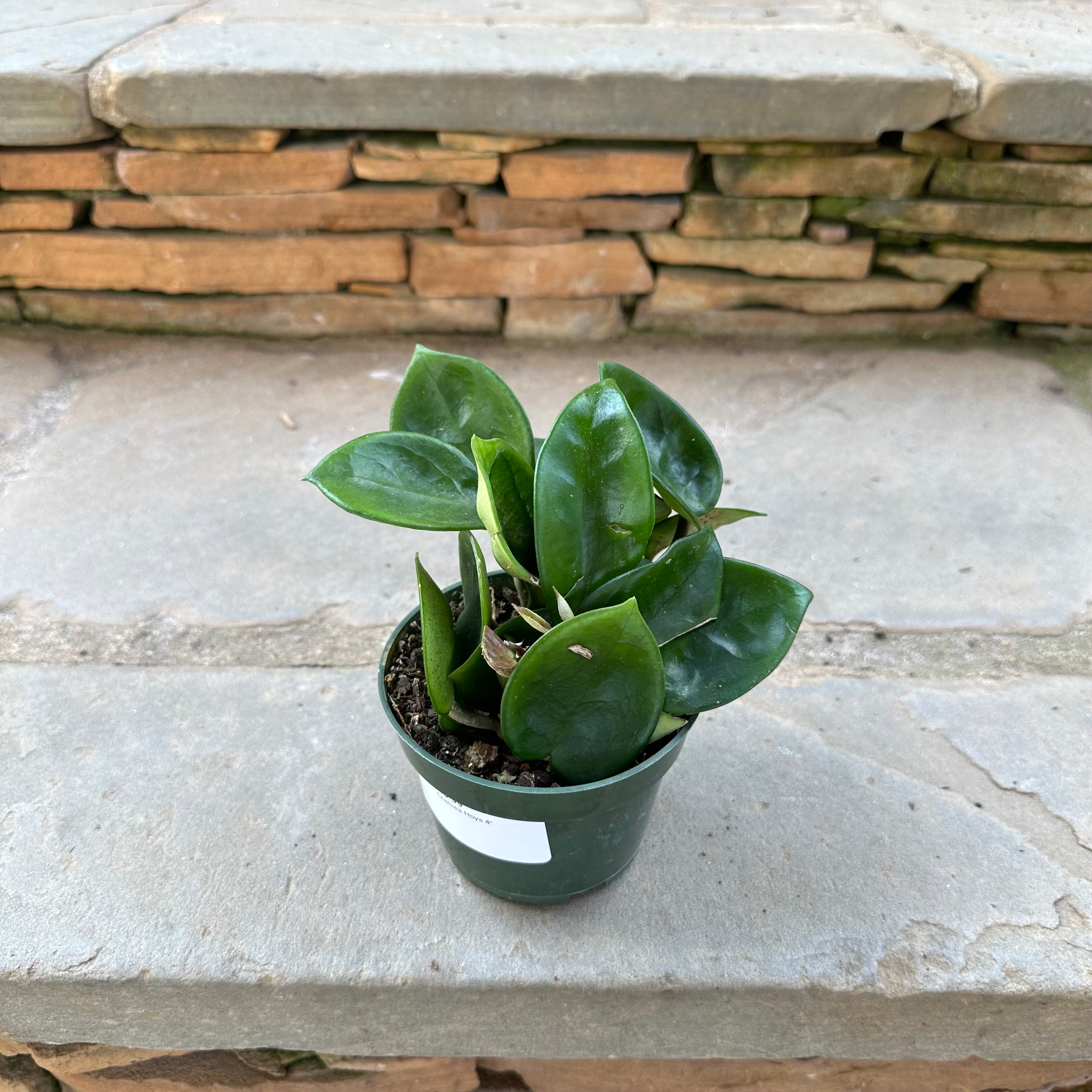 Chelsea Hoya