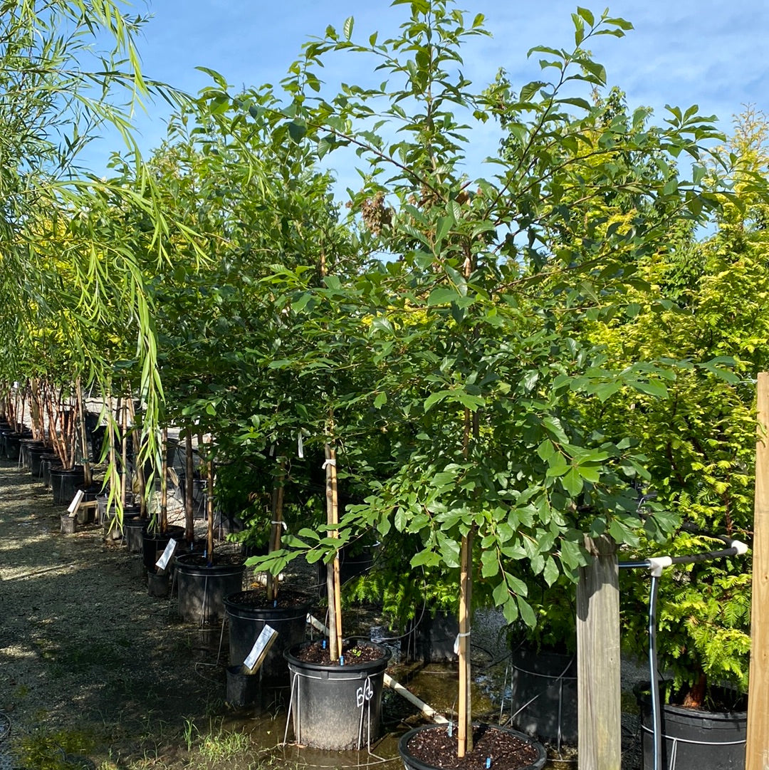 Black Gum 15 Gal