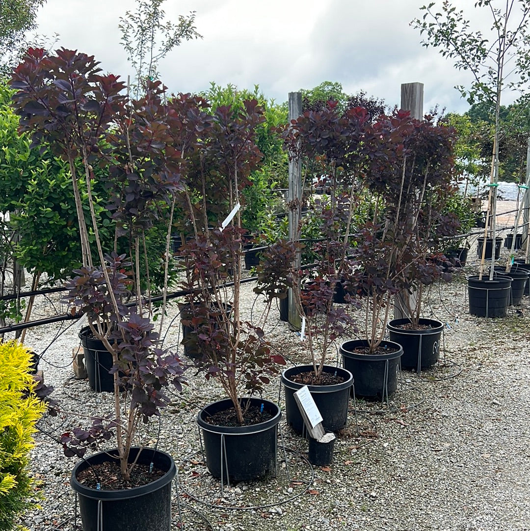 Royal Purple Smoketree 10 Gal