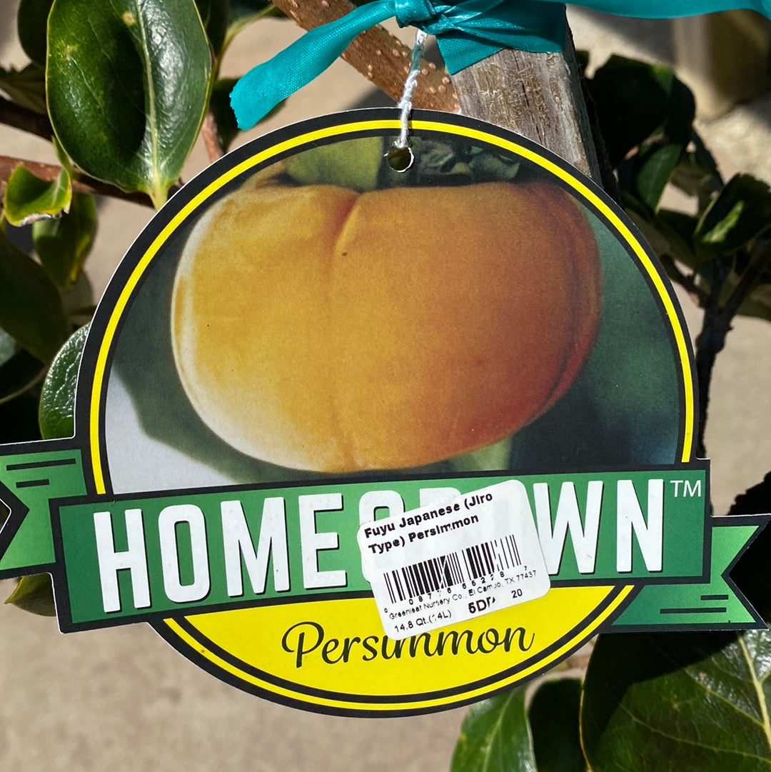 Fuyu Persimmon
