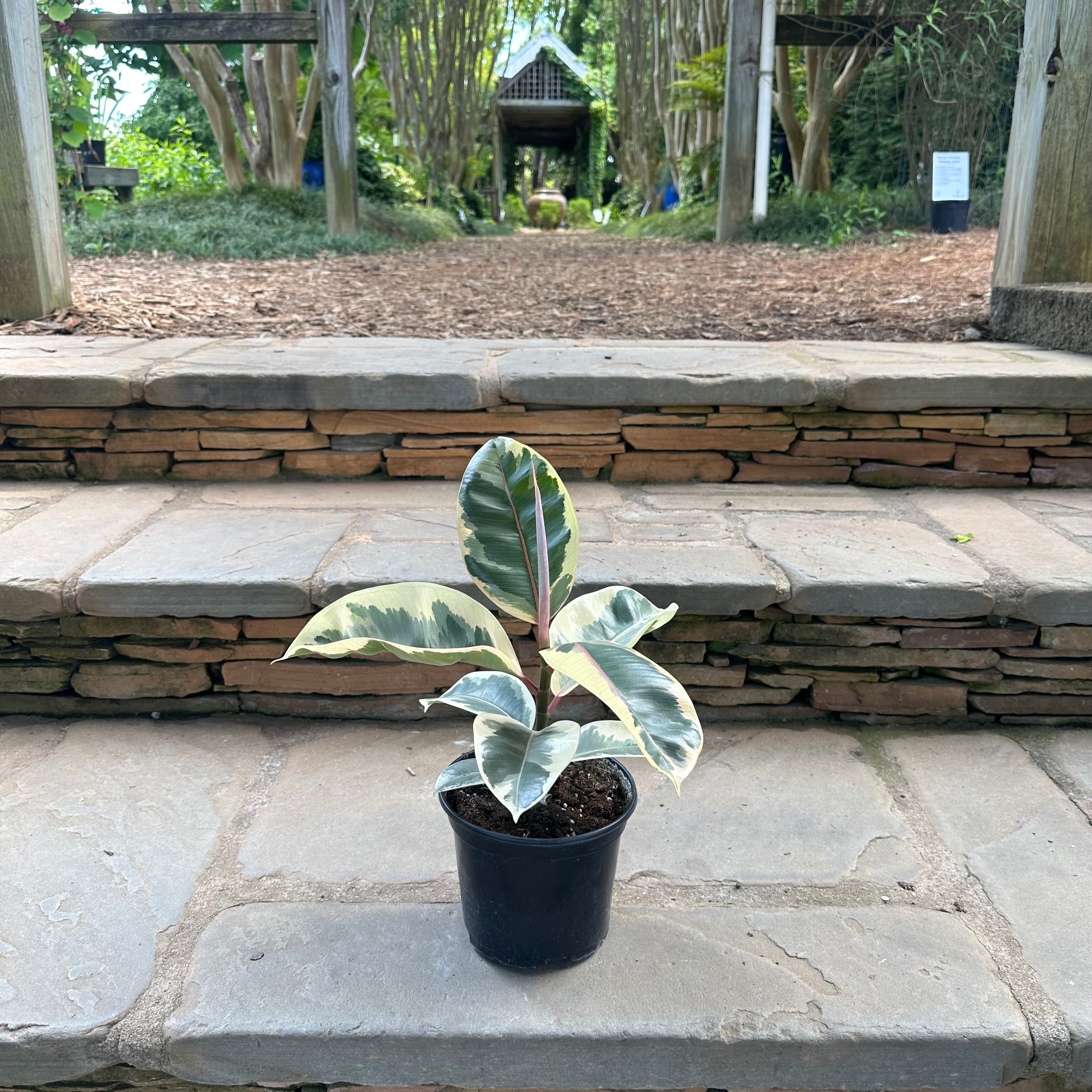 Tineke Ficus (Tree Form)