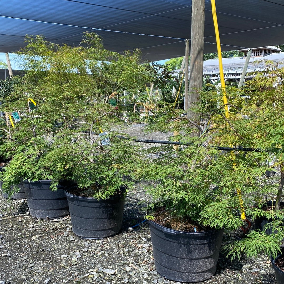 Green Cascade Japanese Maple 24-30"