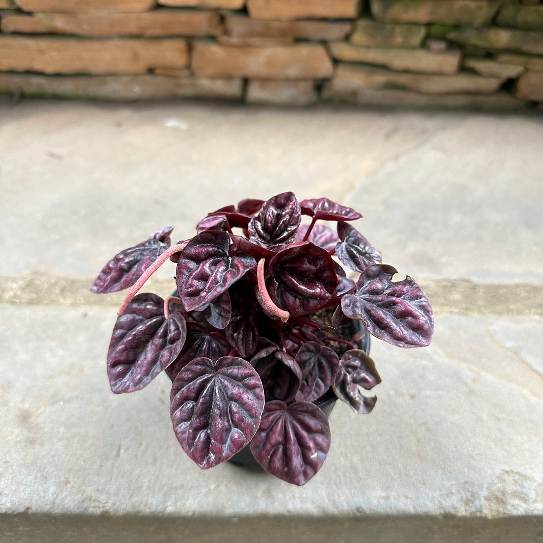 Purple Ripple Peperomia