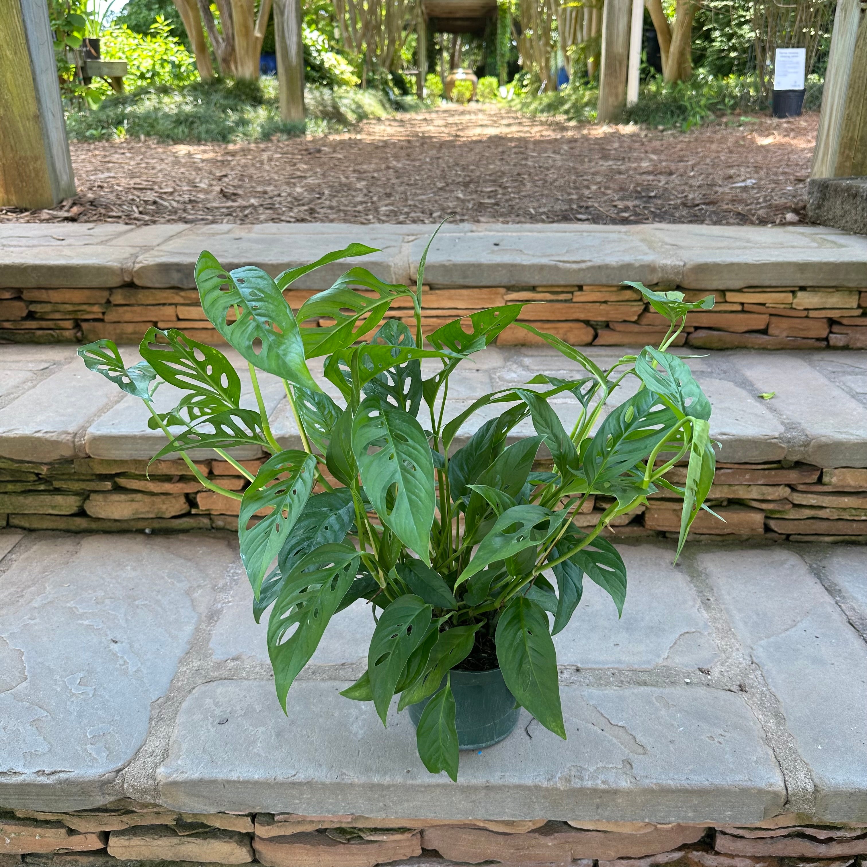 narrow swiss cheese plant Swiss Cheese Philodendron – Lichtenfelt's