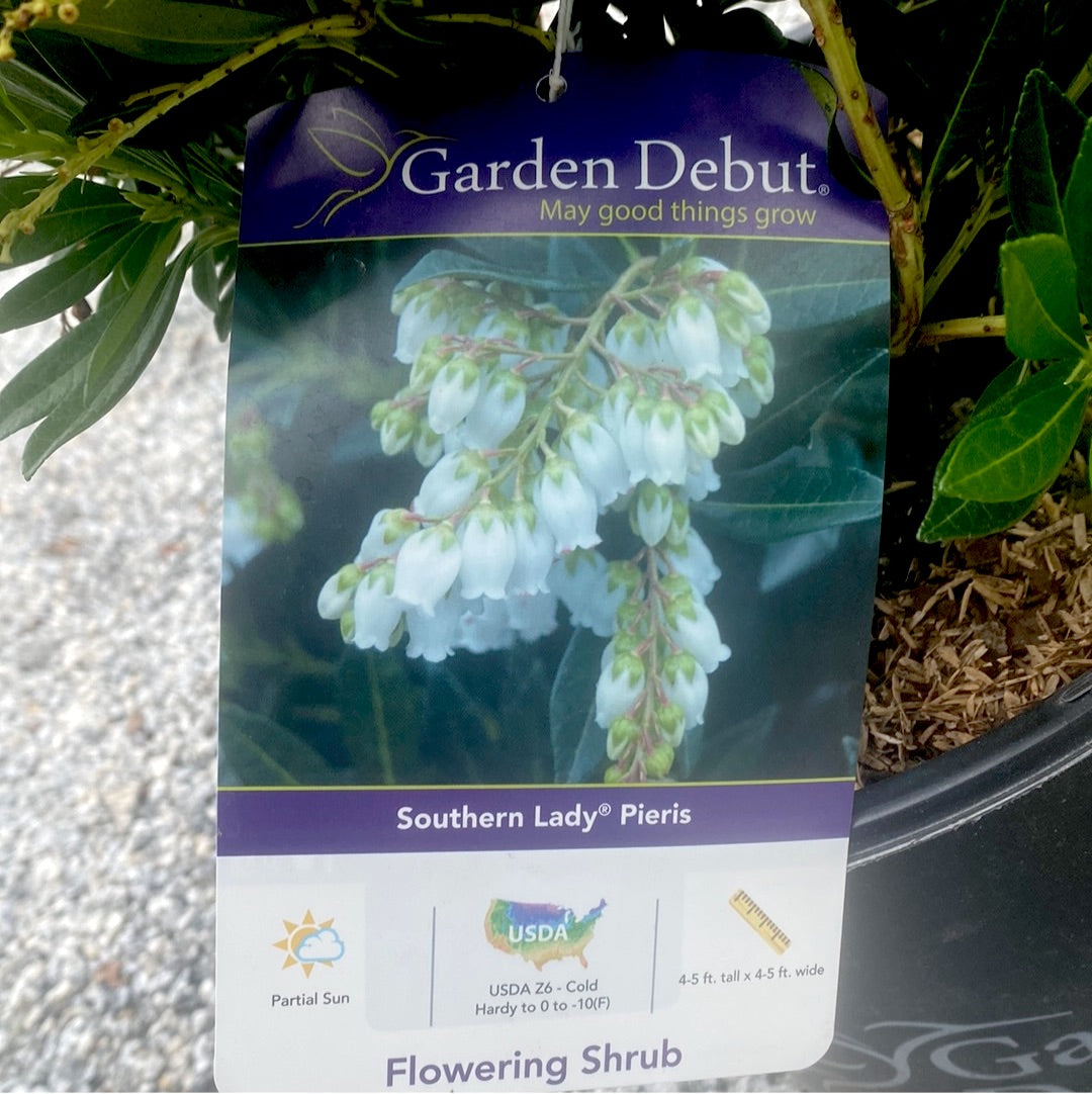 Southern Lady Pieris 3 Gal
