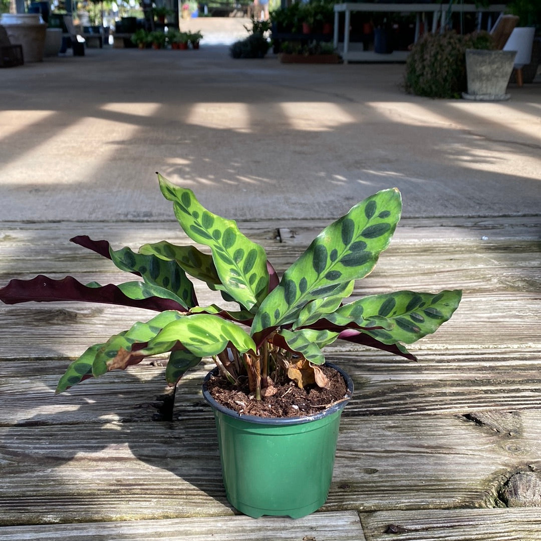 raddle snake plant Rattlesnake Calathea – Lichtenfelt's