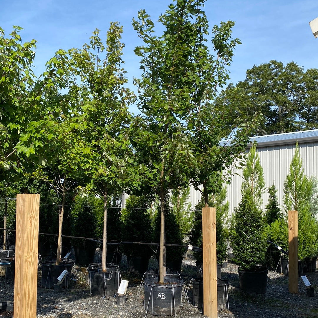 Autumn Blaze Maple