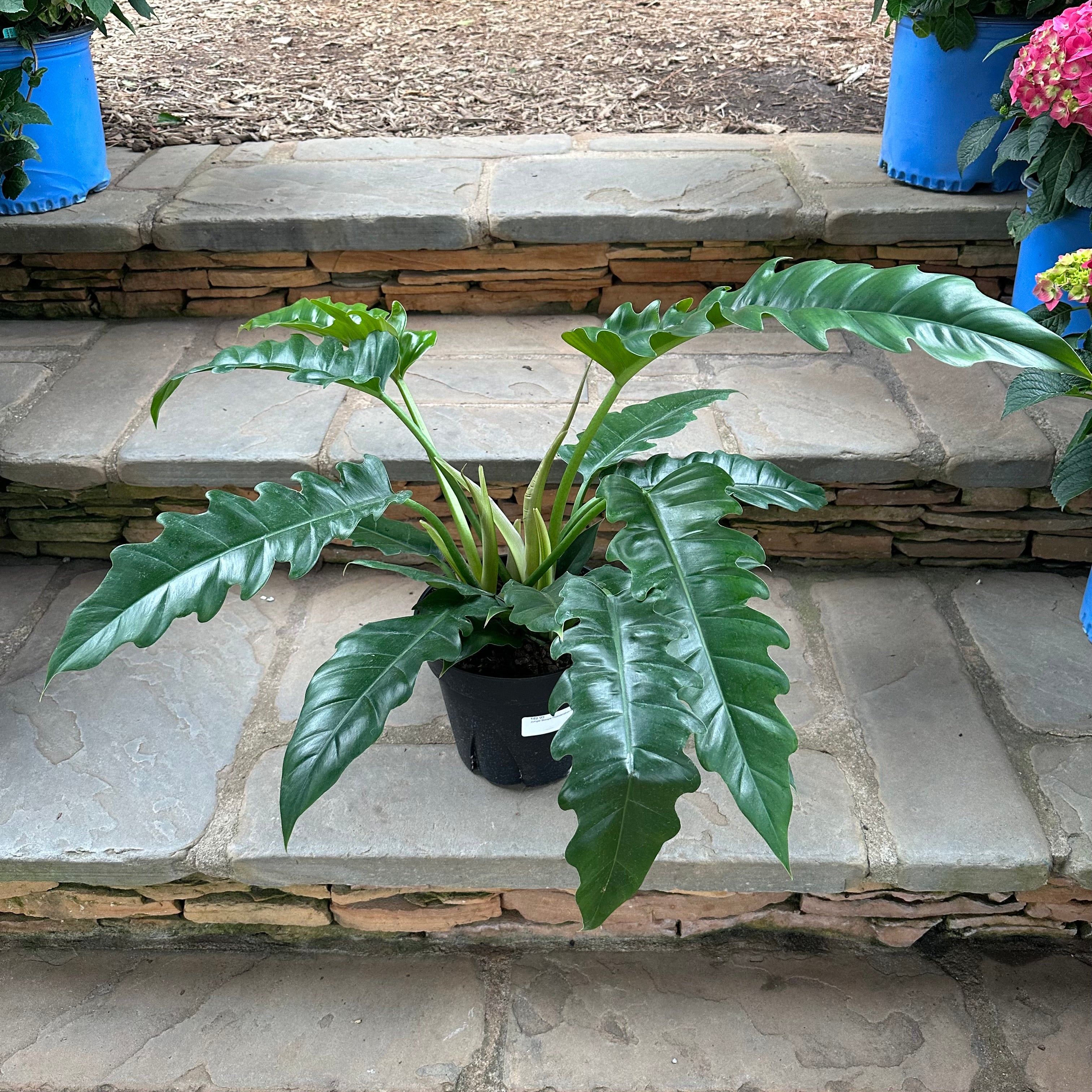 philodendron boogie woogie Jungle Boogie Philodendron – Lichtenfelt's
