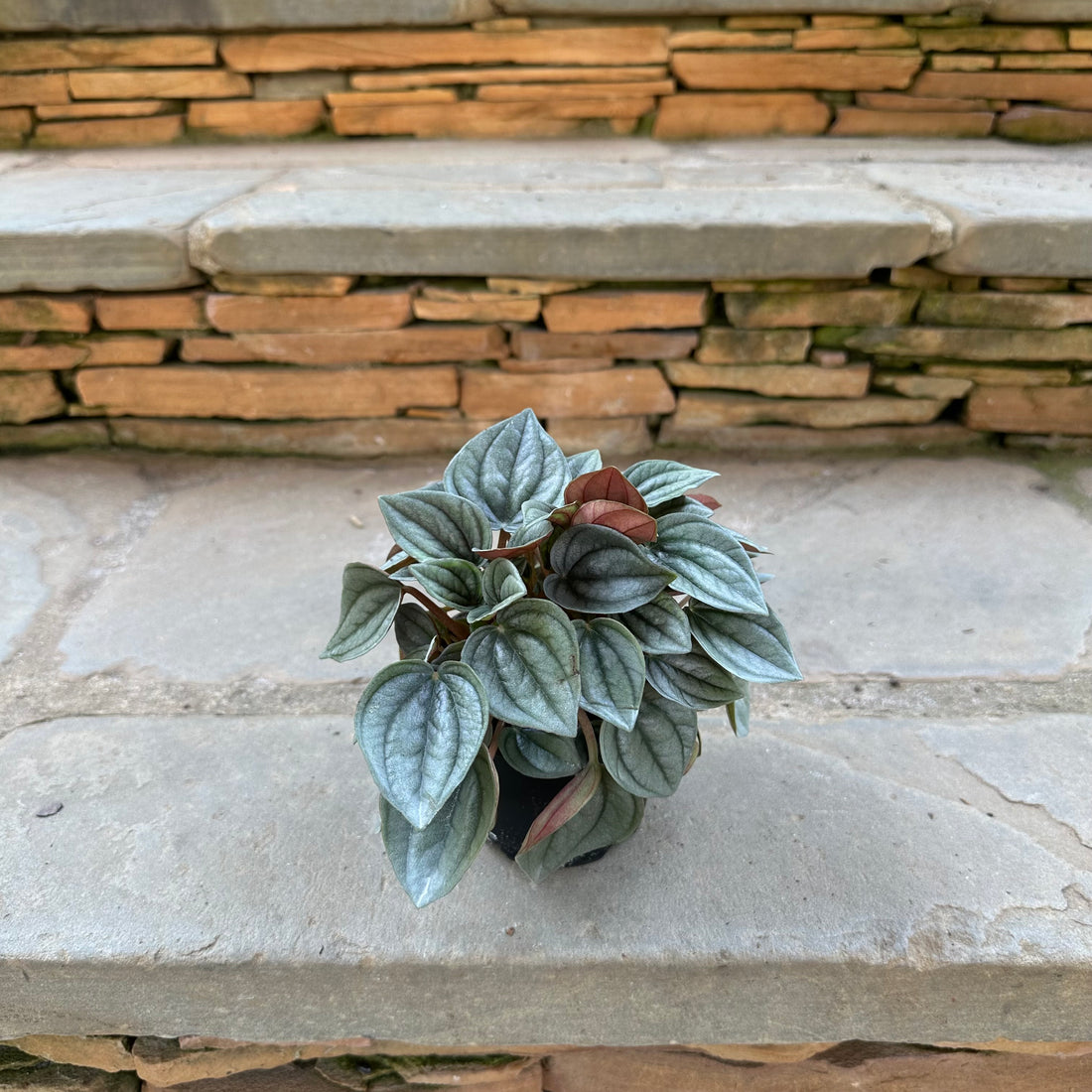 Napoli Nights Peperomia