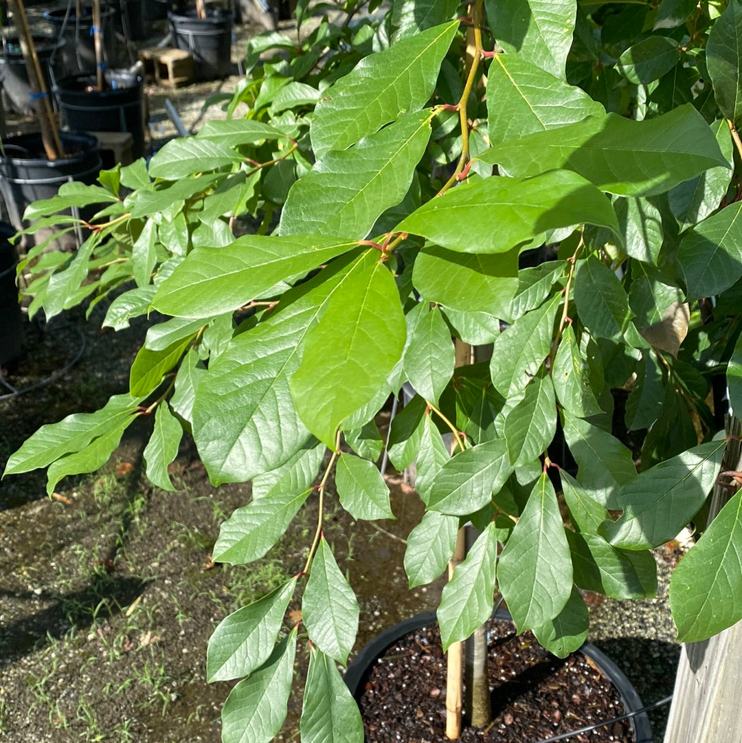 Black Gum 15 Gal
