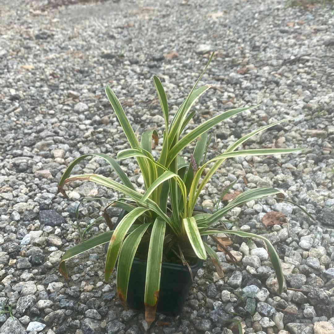 Variegated Liriope