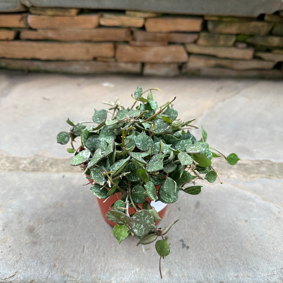 Hoya Curtisii