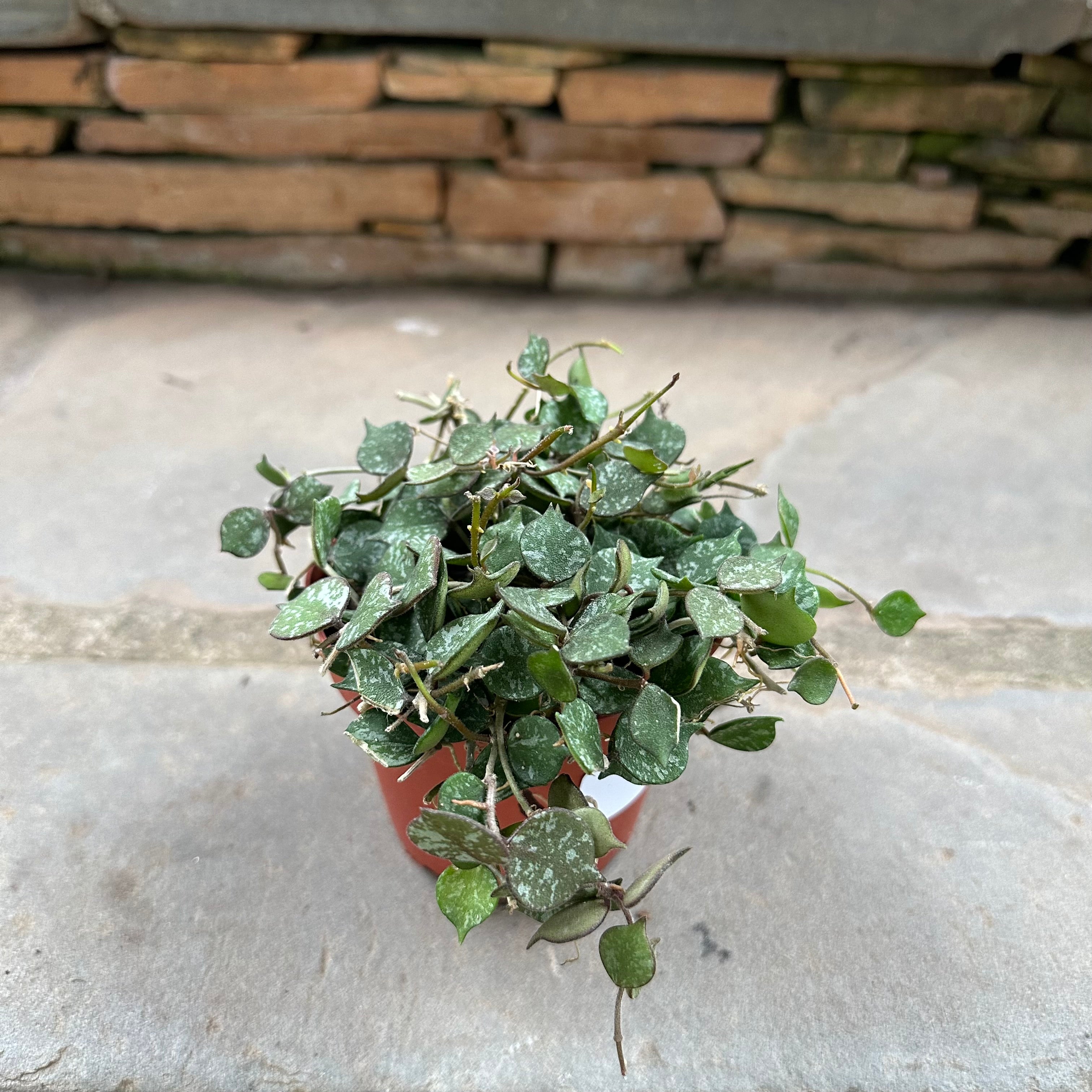 Hoya Curtisii