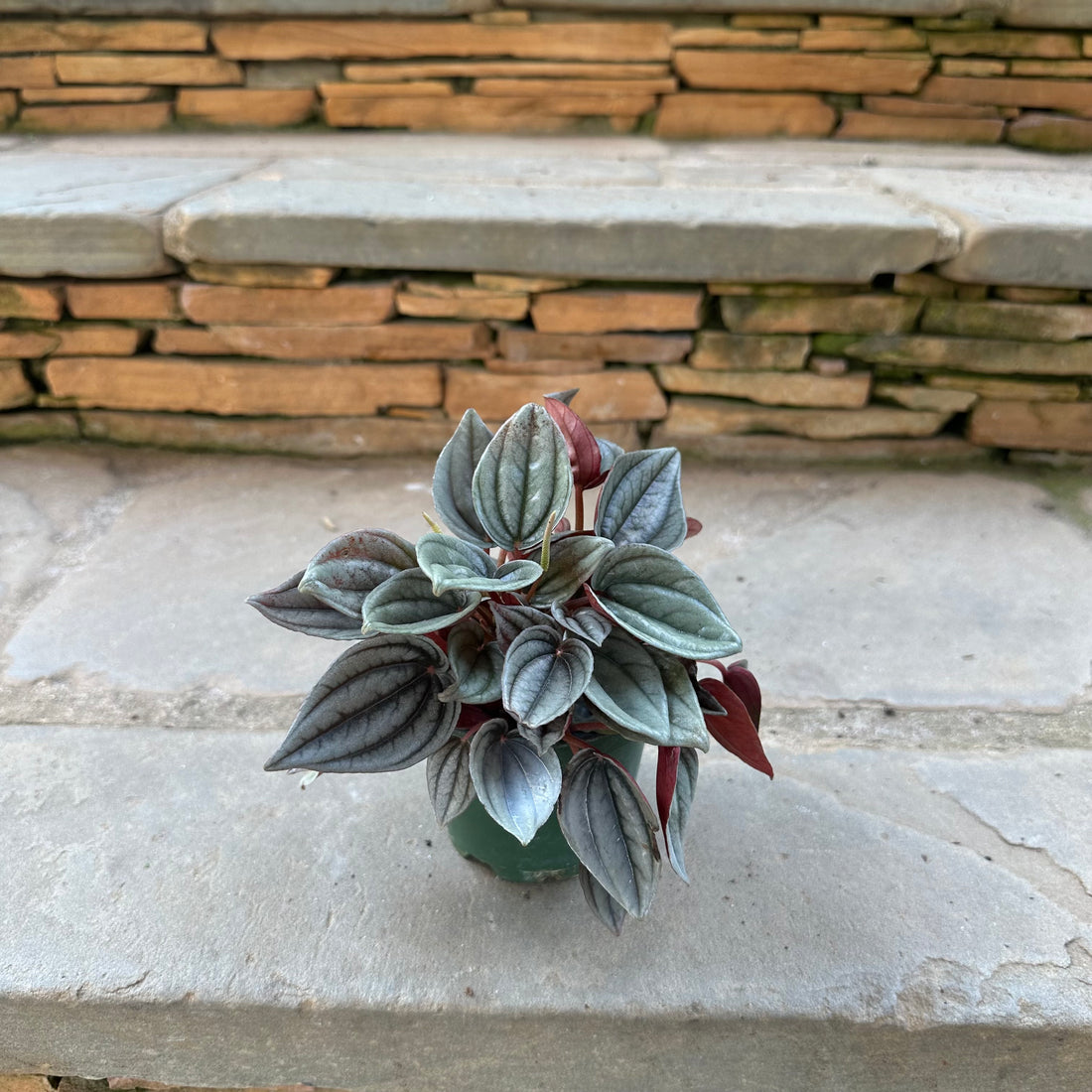 Frost Peperomia