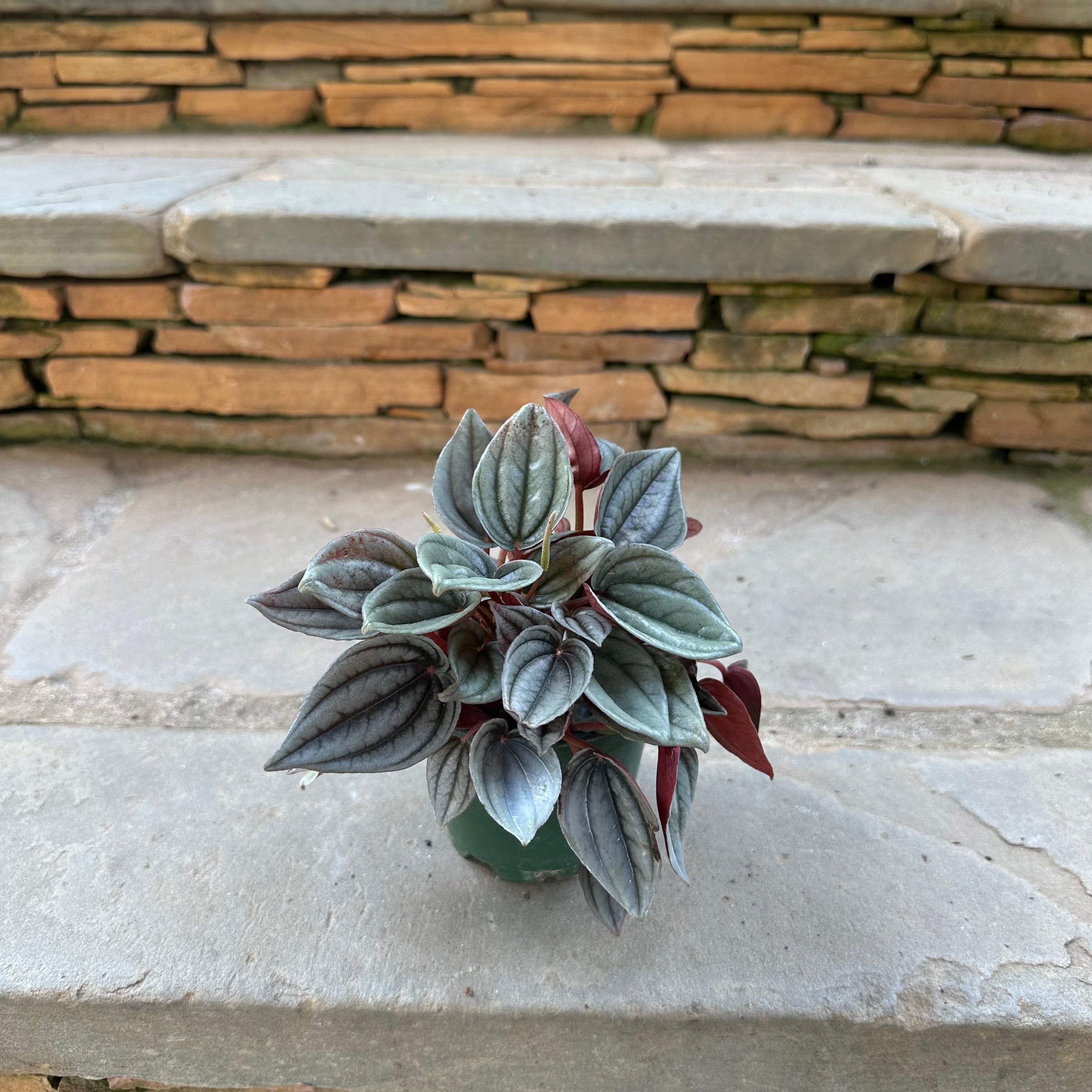 Frost Peperomia
