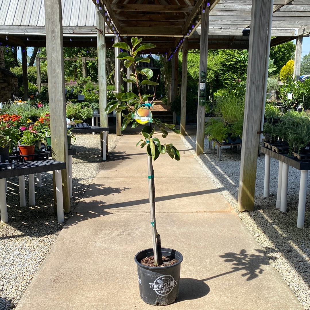 Fuyu Persimmon