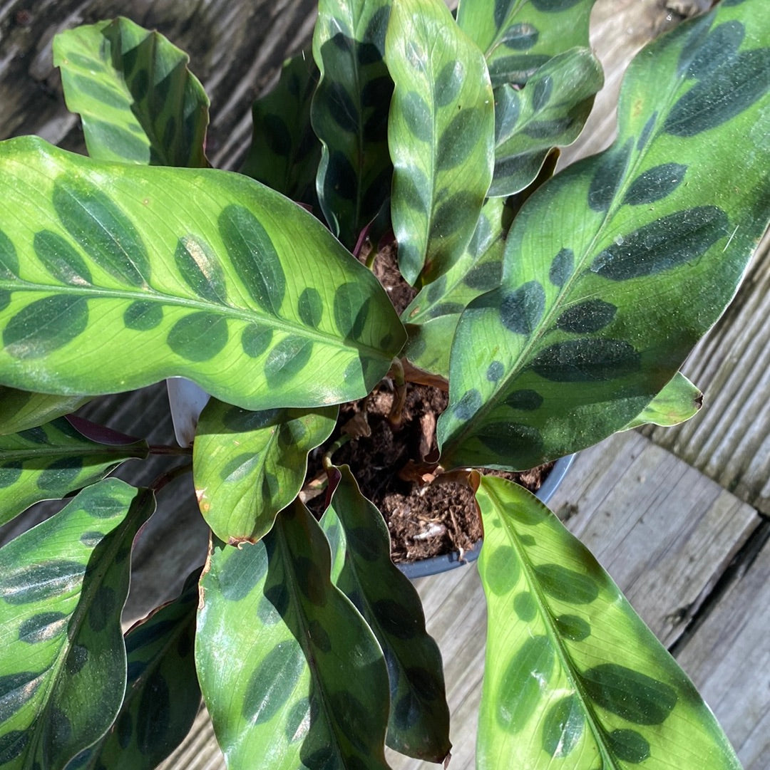 Rattlesnake Calathea