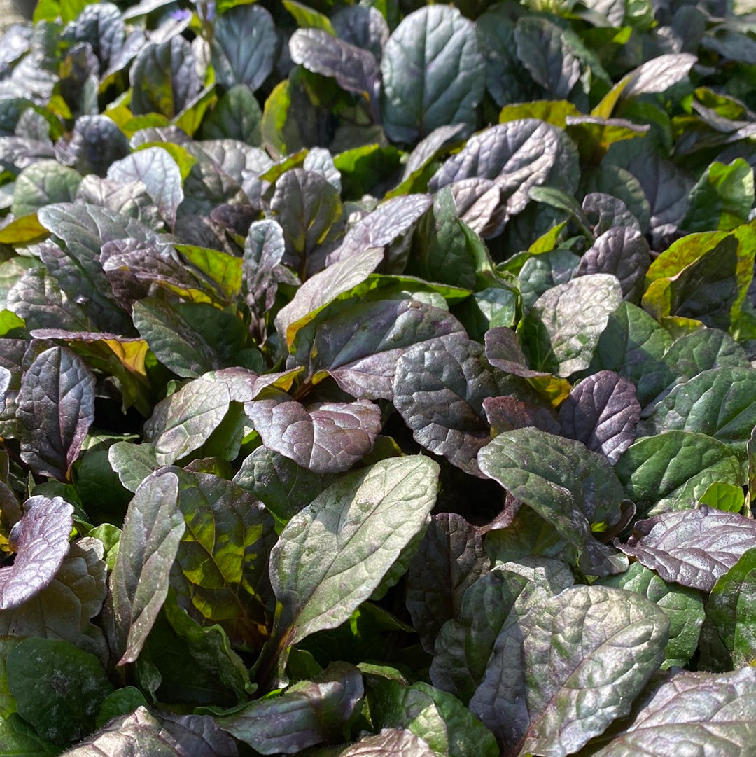 Bronze Beauty Ajuga 4" pot