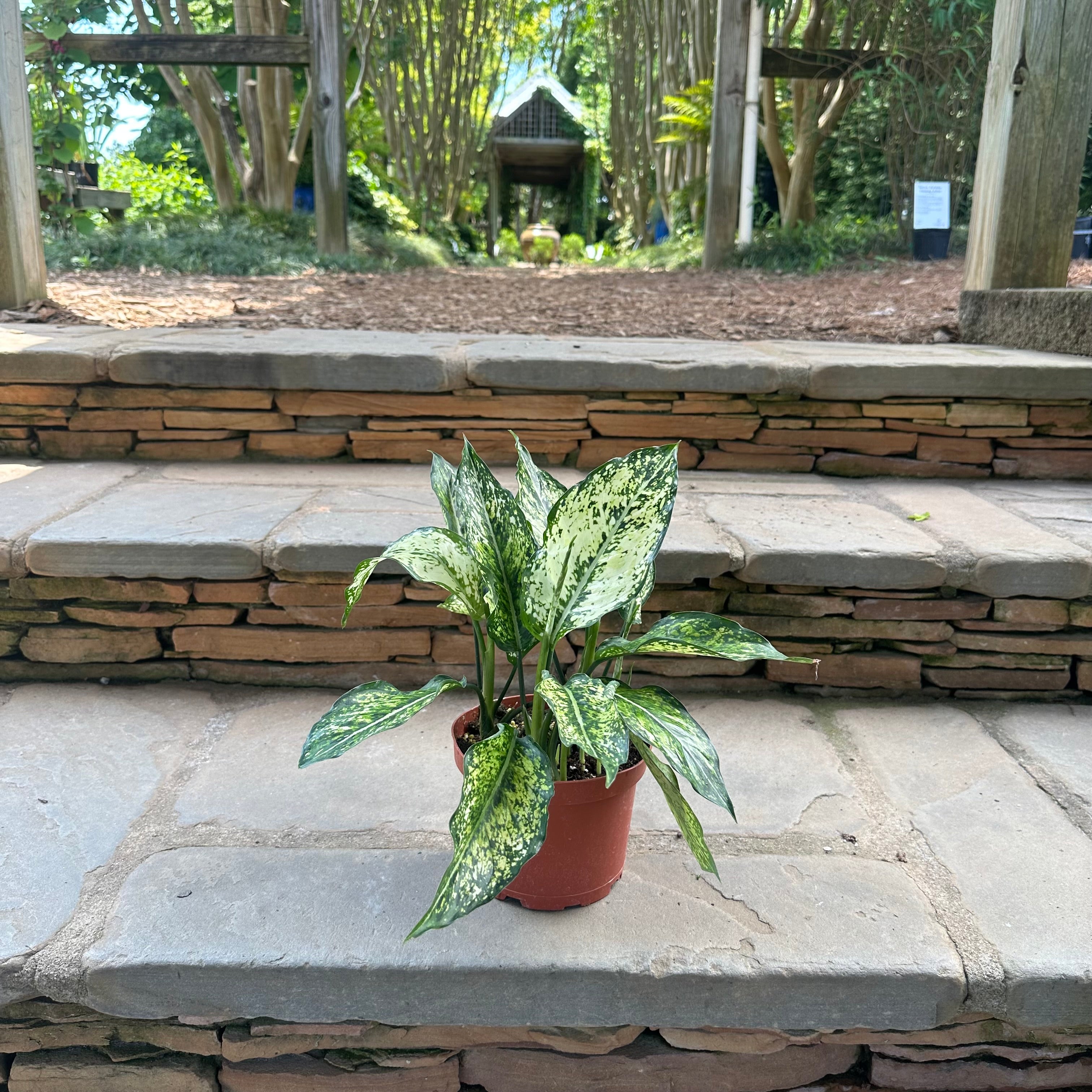 Osaka Aglaonema
