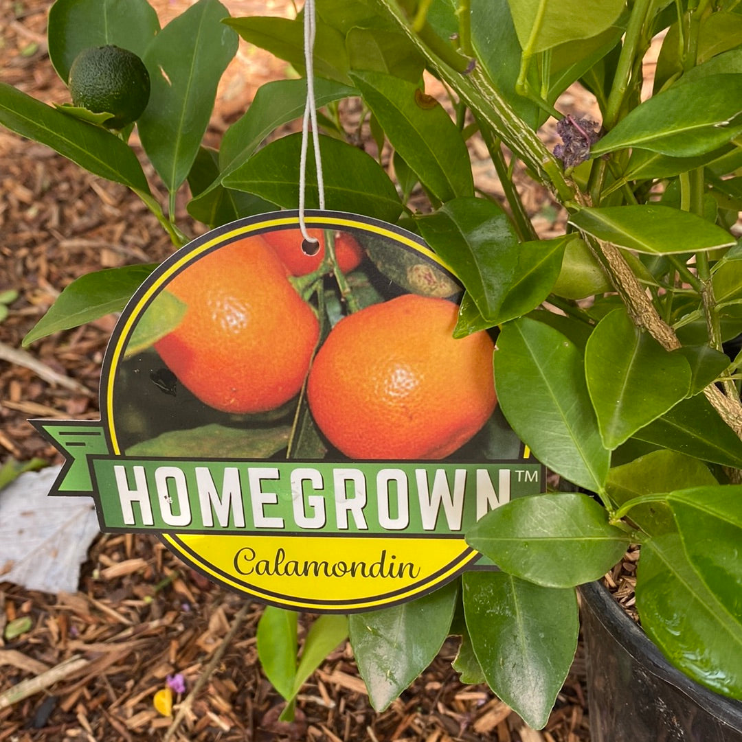 Calamondin