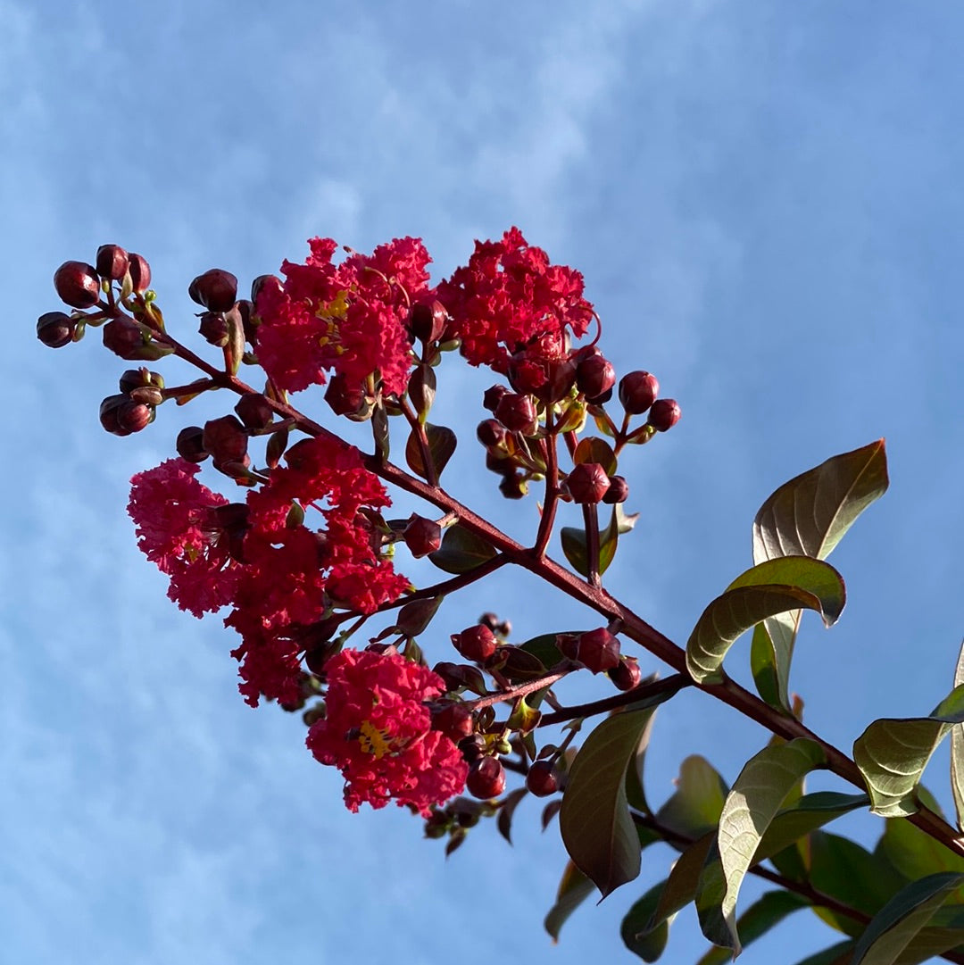 Colorama Scarlet Crapemyrtle 15 Gal