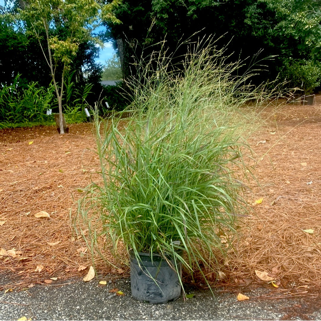 Ruby Ribbons Switchgrass 3 Gal