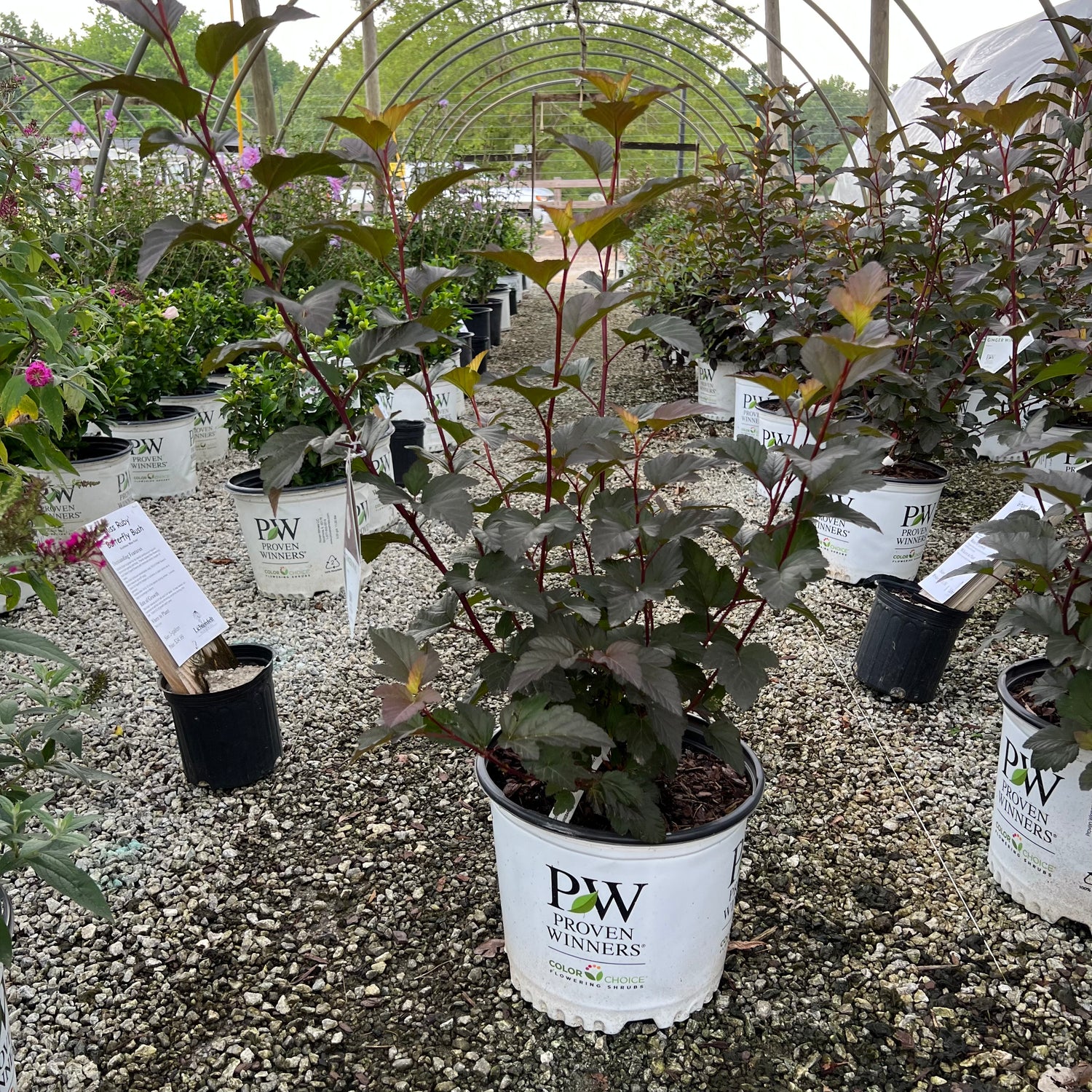 Ginger Wine Ninebark