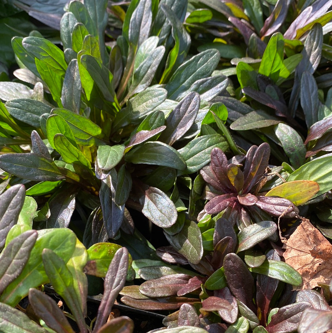 Chocolate Chip Ajuga 4" pot