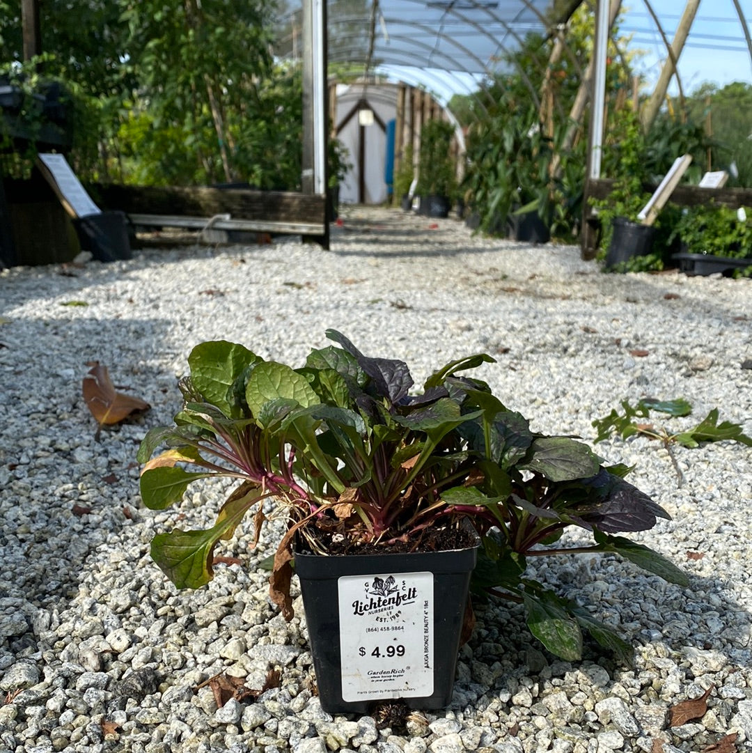Bronze Beauty Ajuga