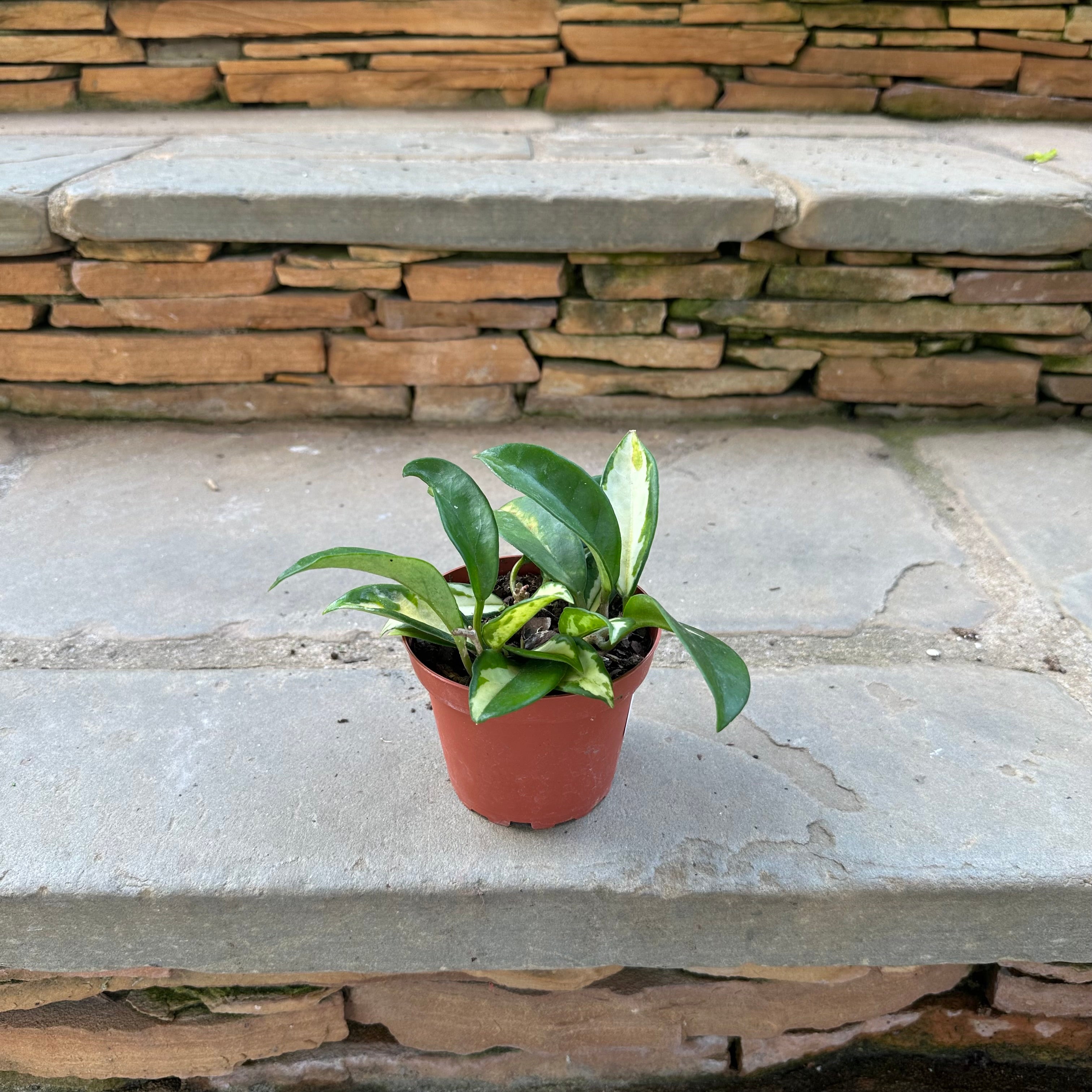Krimson Princess Hoya