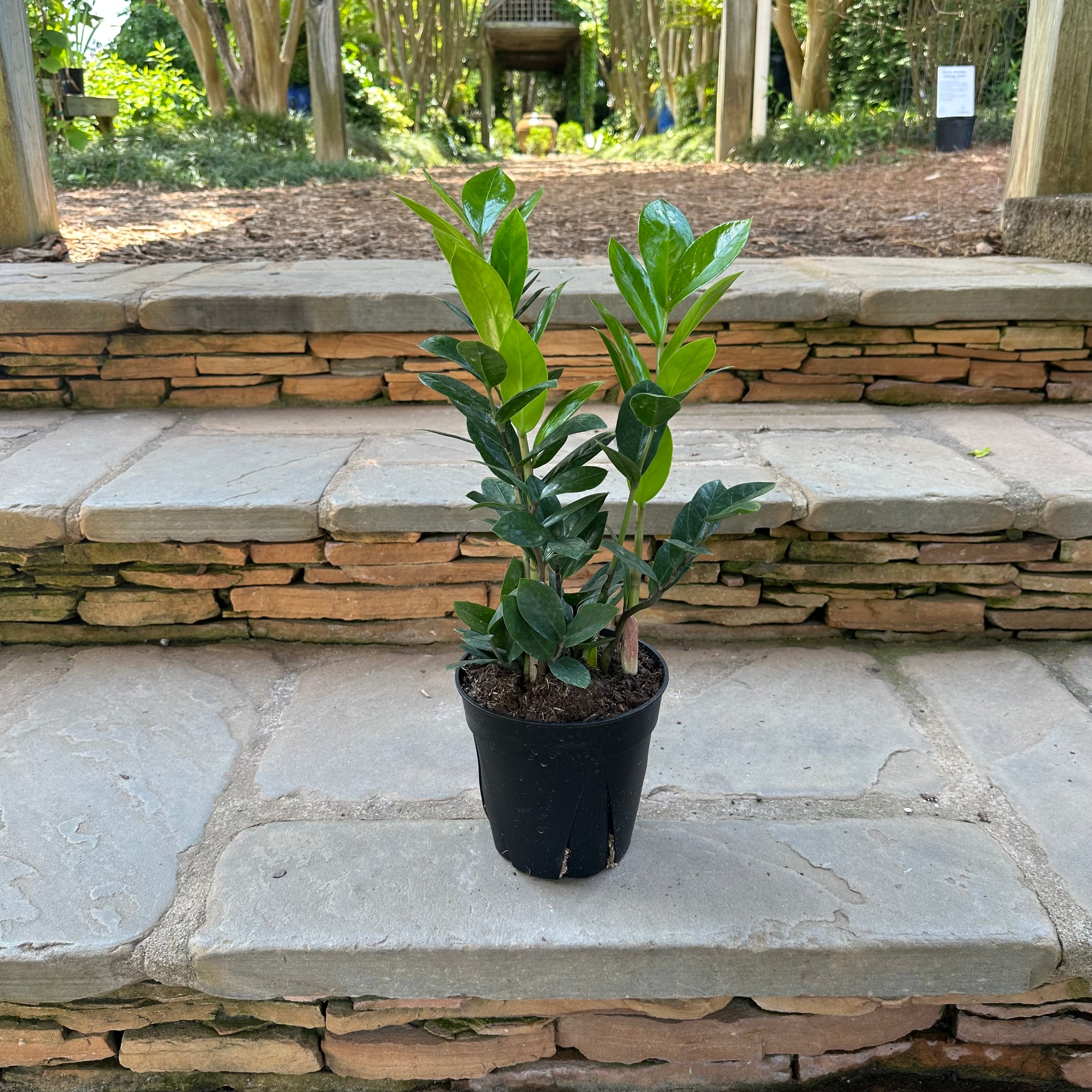 ZZ Plant