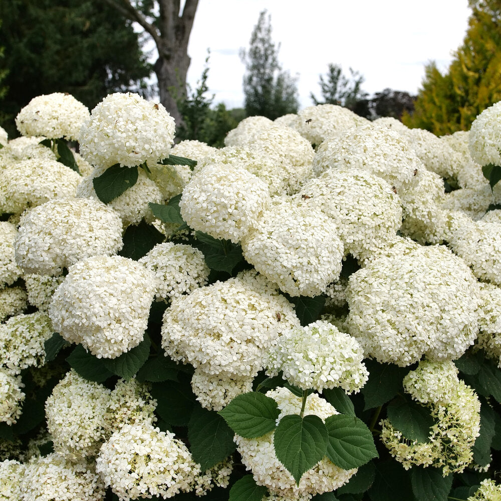 Incrediball Storm Proof Hydrangea