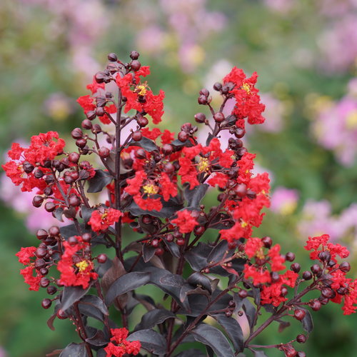 Center Stage Red Crapemyrtle 7 Gal
