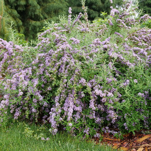 Mop Top Butterfly Bush