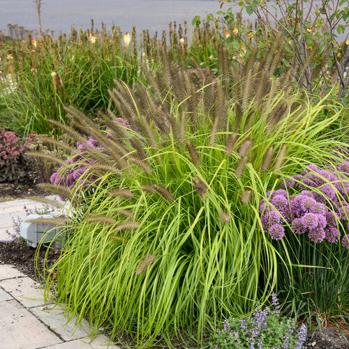 Lemon Squeeze Fountain Grass