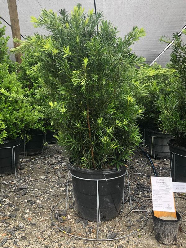 Podocarpus ‘Maki’