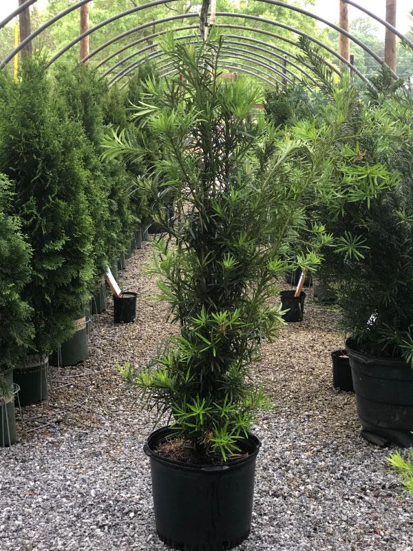 Podocarpus ‘Maki’