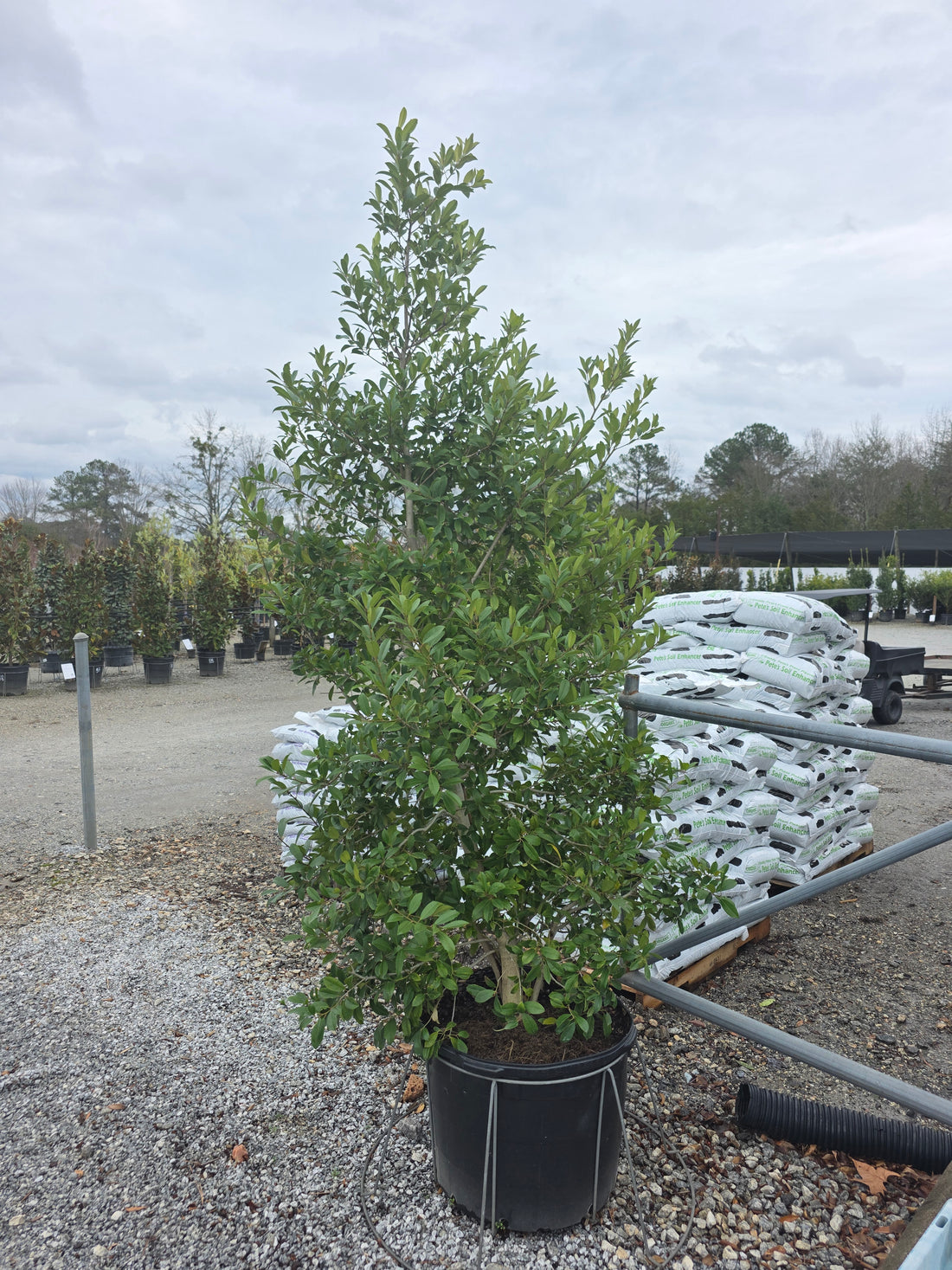 Eagleston Holly (Full-to-Ground)