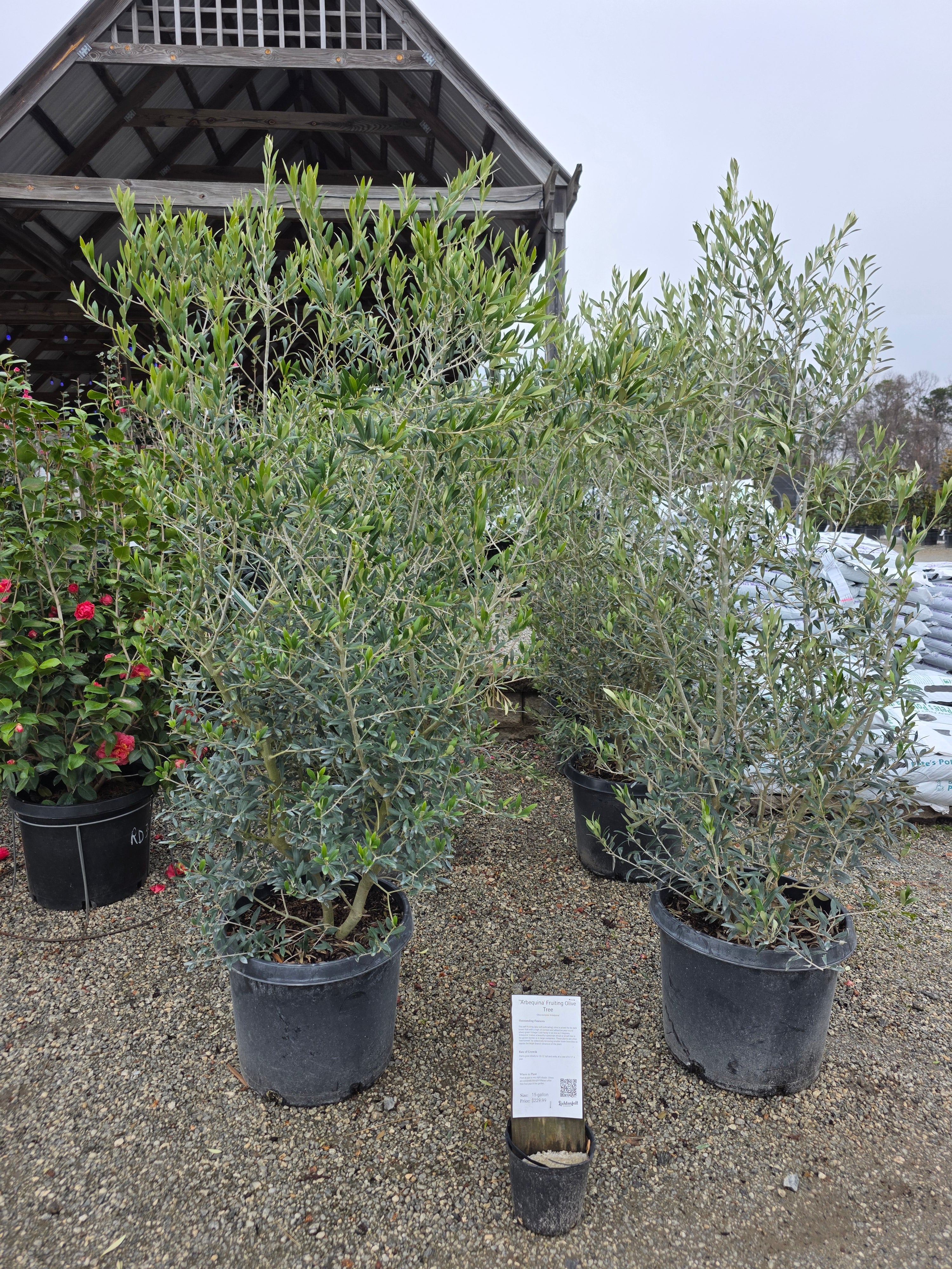 Arbequina Olive – Lichtenfelt's