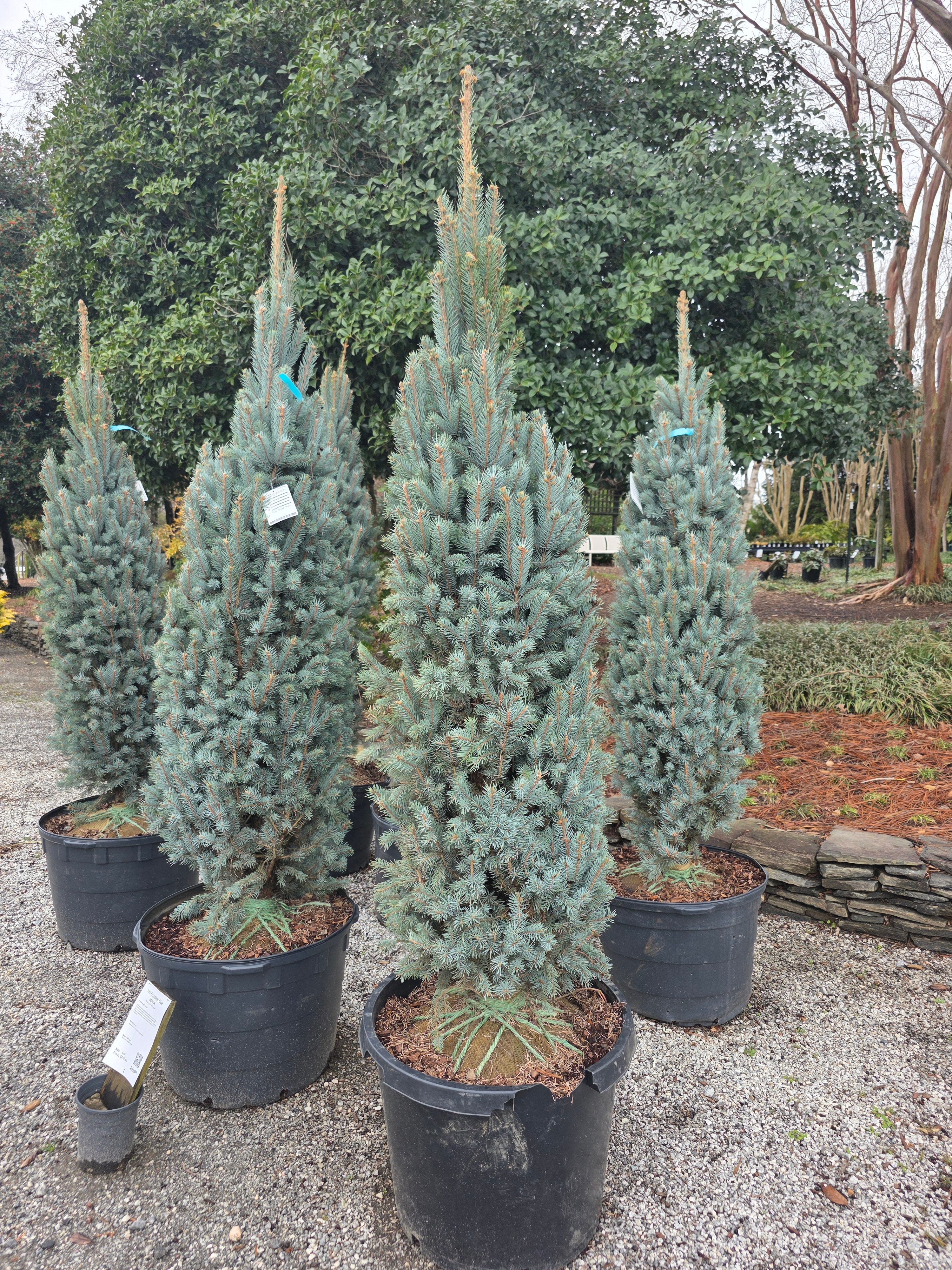Fastigiata Blue Spruce