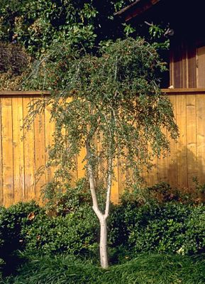 Weeping Yaupon Holly 7 Gal