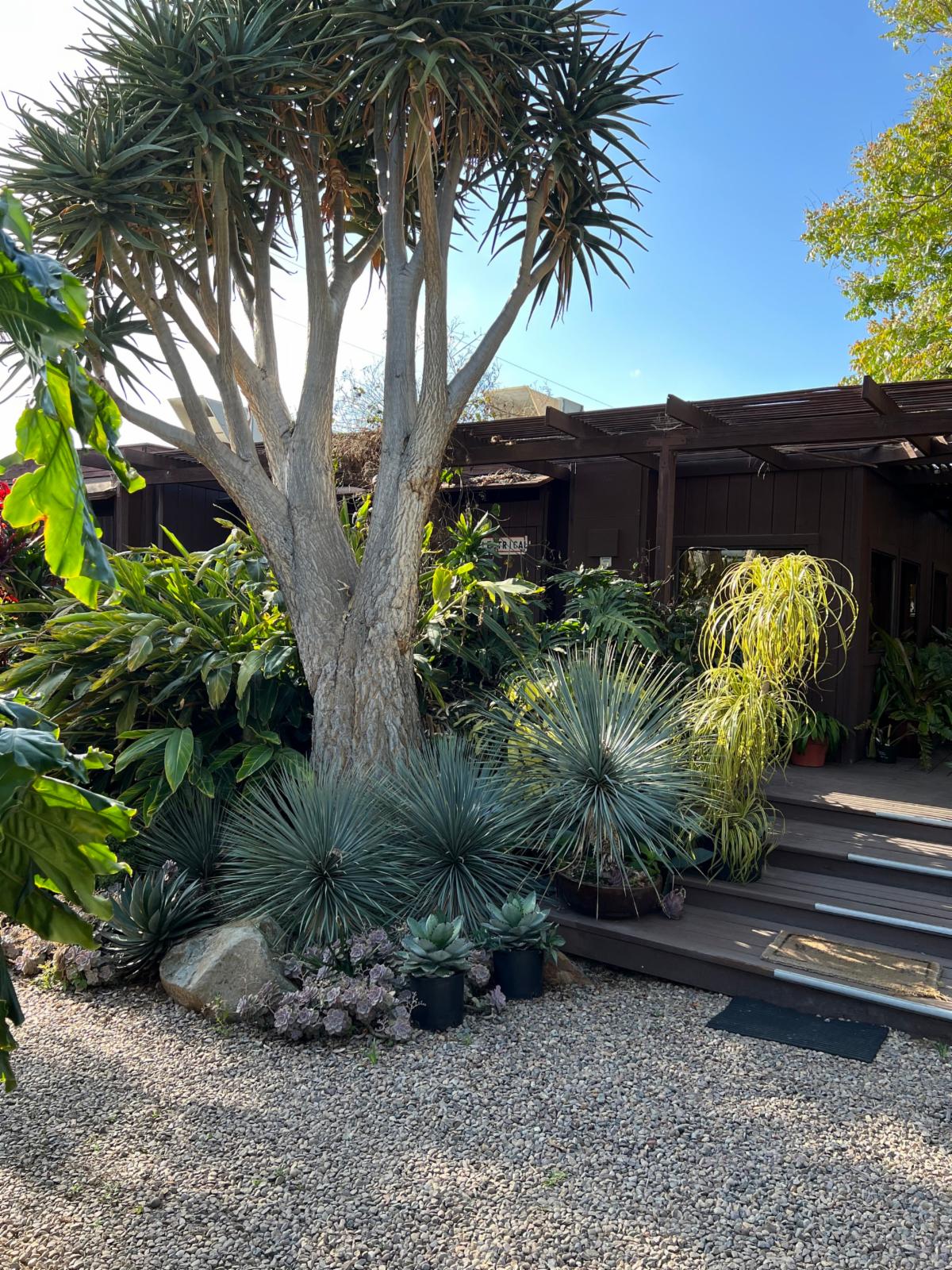 Rancho Blue Yucca